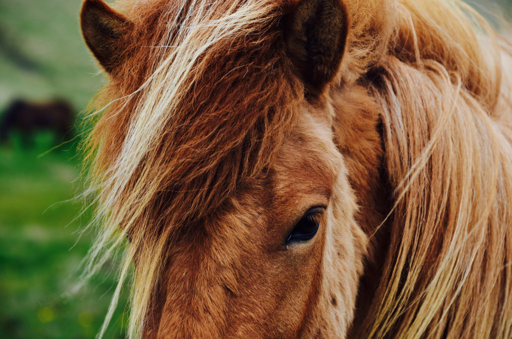 icelandic horse