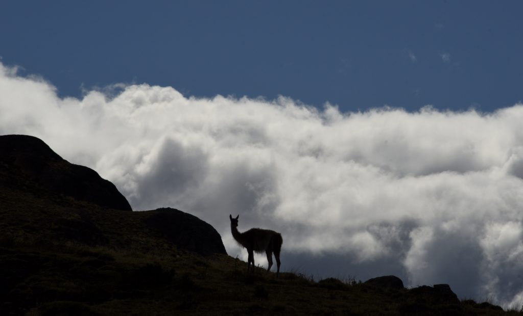 lama on the mountains