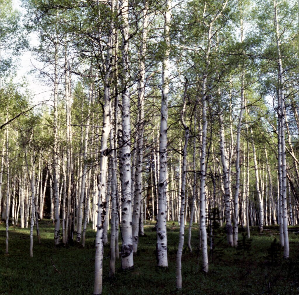 White forest