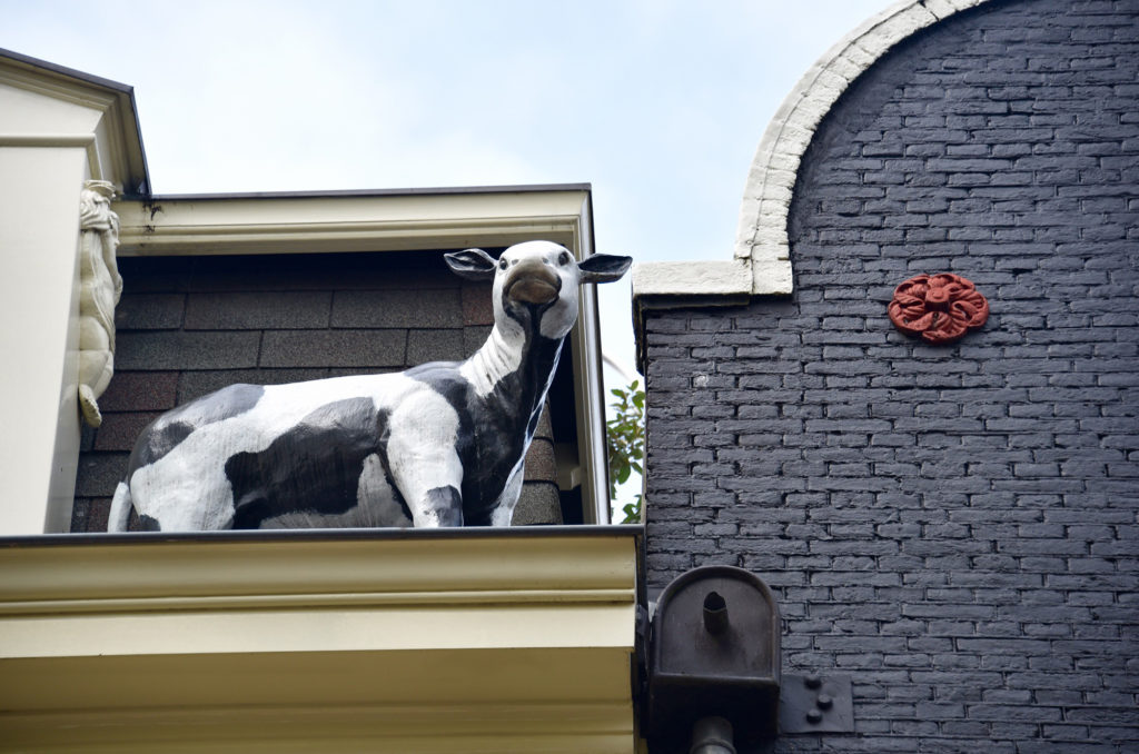 cow on roof