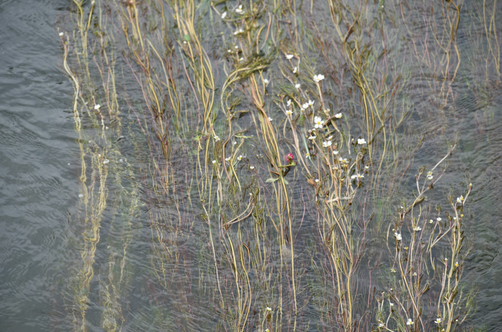 flowers in current