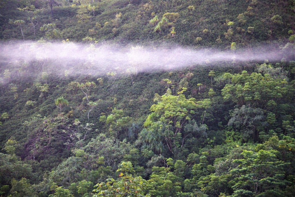 Hillside in Hawaii
