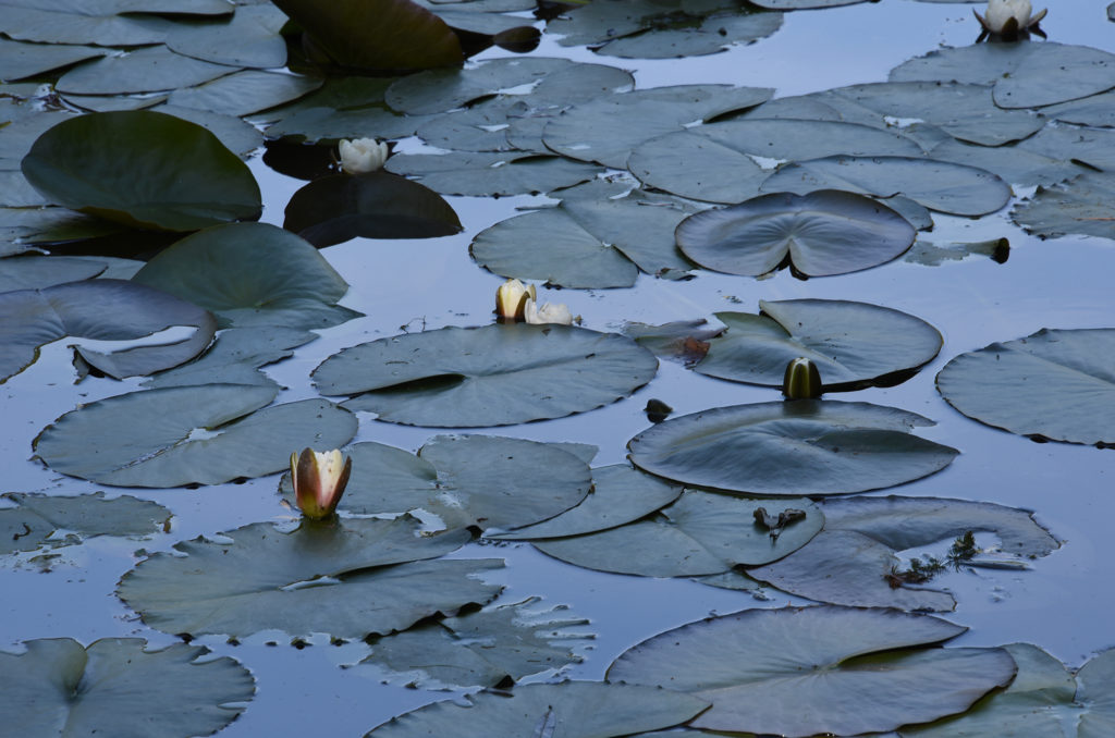 monets water lilies