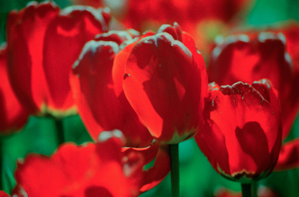 red tulips