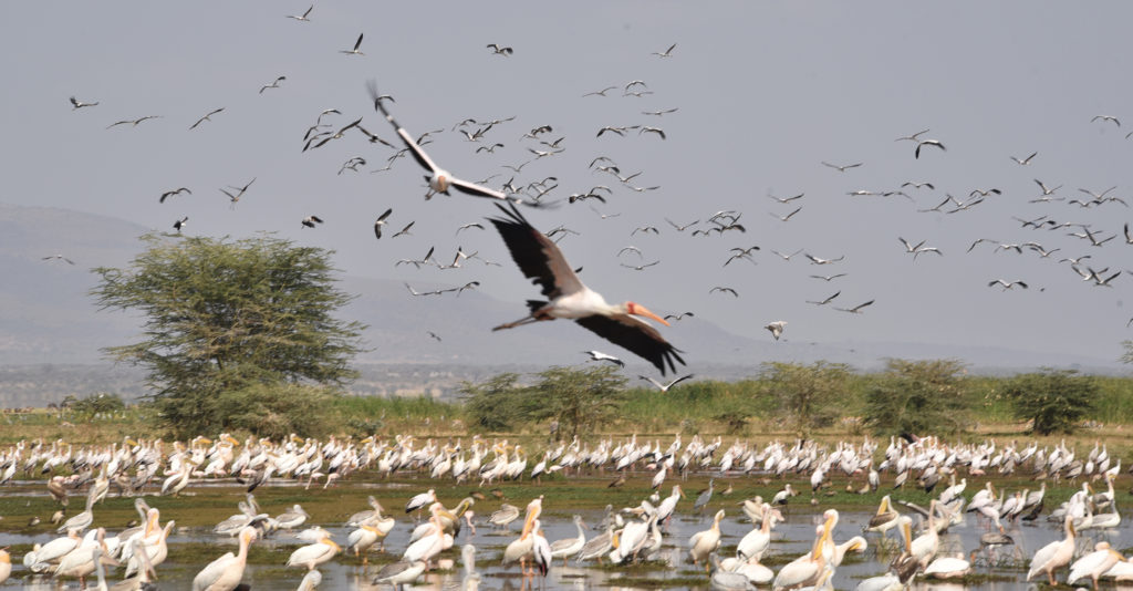 storks
