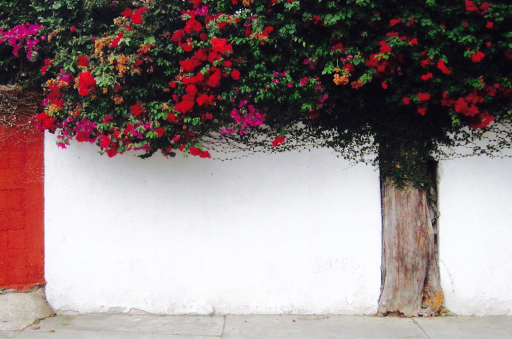 tree-in-guatemala-city