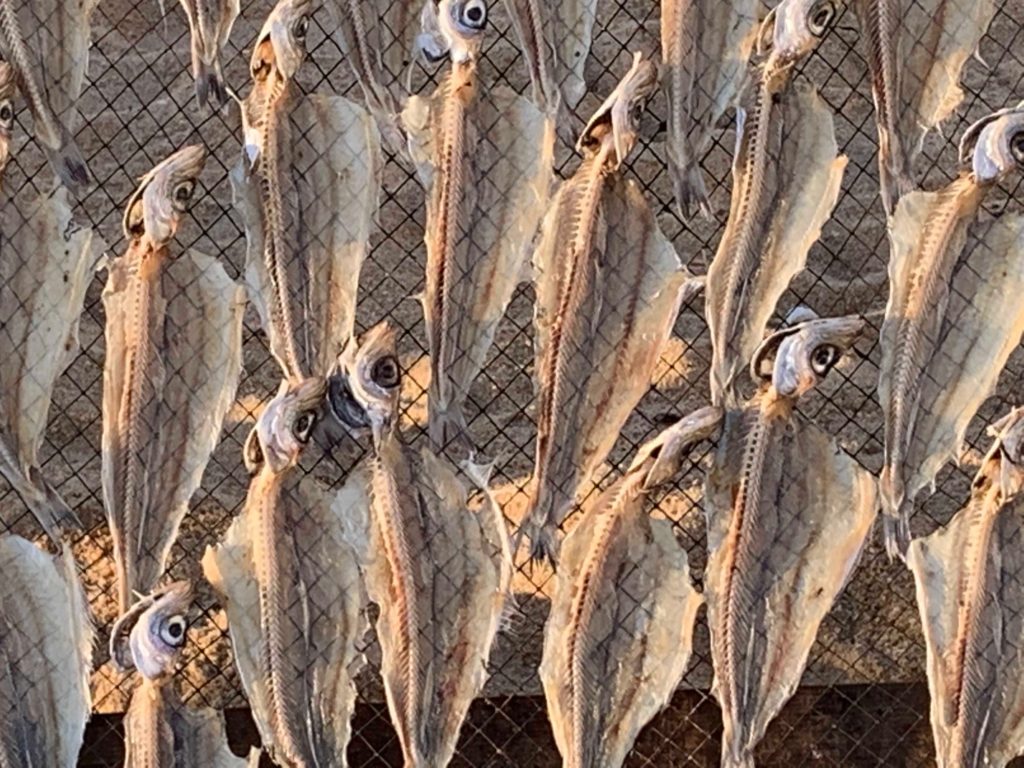 fish on fences