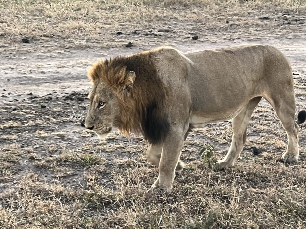 Close up male lion