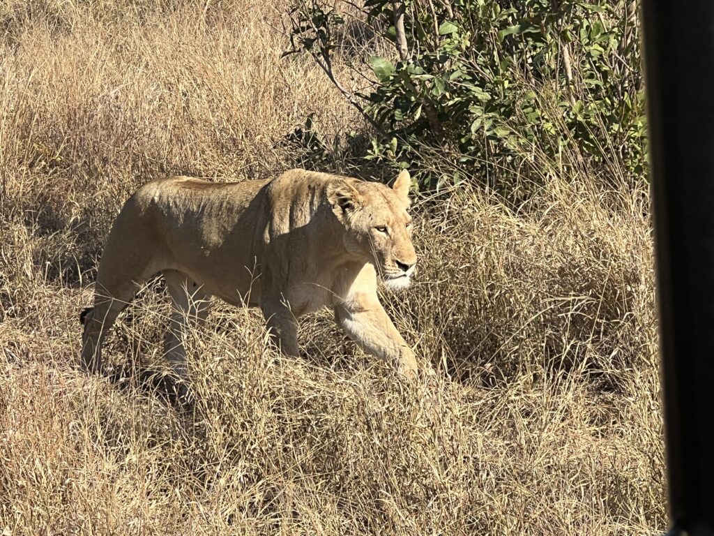 Lion very close to us