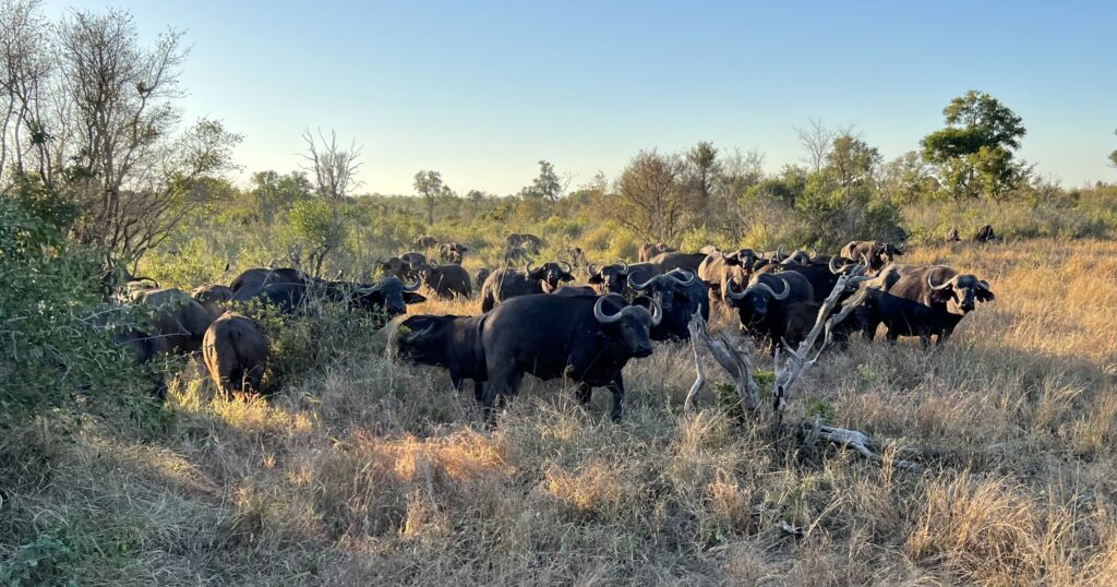 Water Buffalo herd