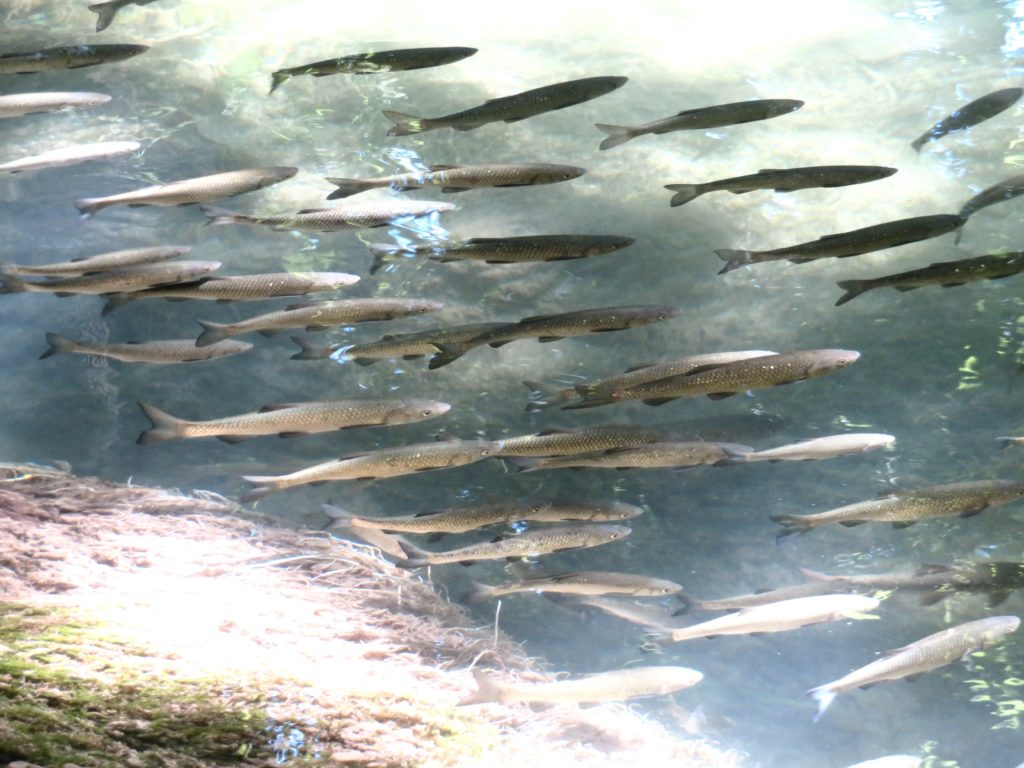 Fish in Hvar, Croatia