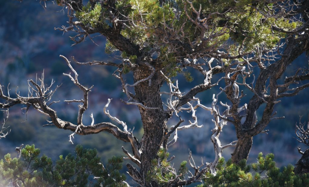 Boney Tree in Zion