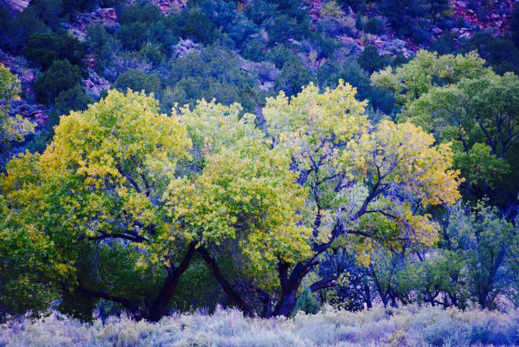 Green Trees