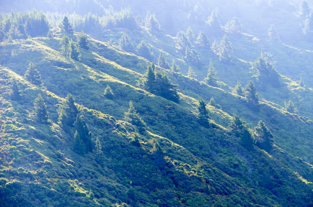 New Zealand Hillside