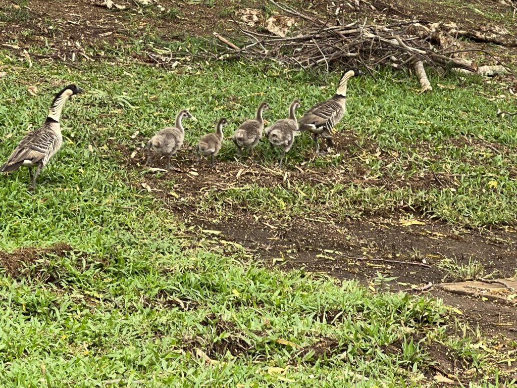 Family of Nenes - Hawaiian National Bird