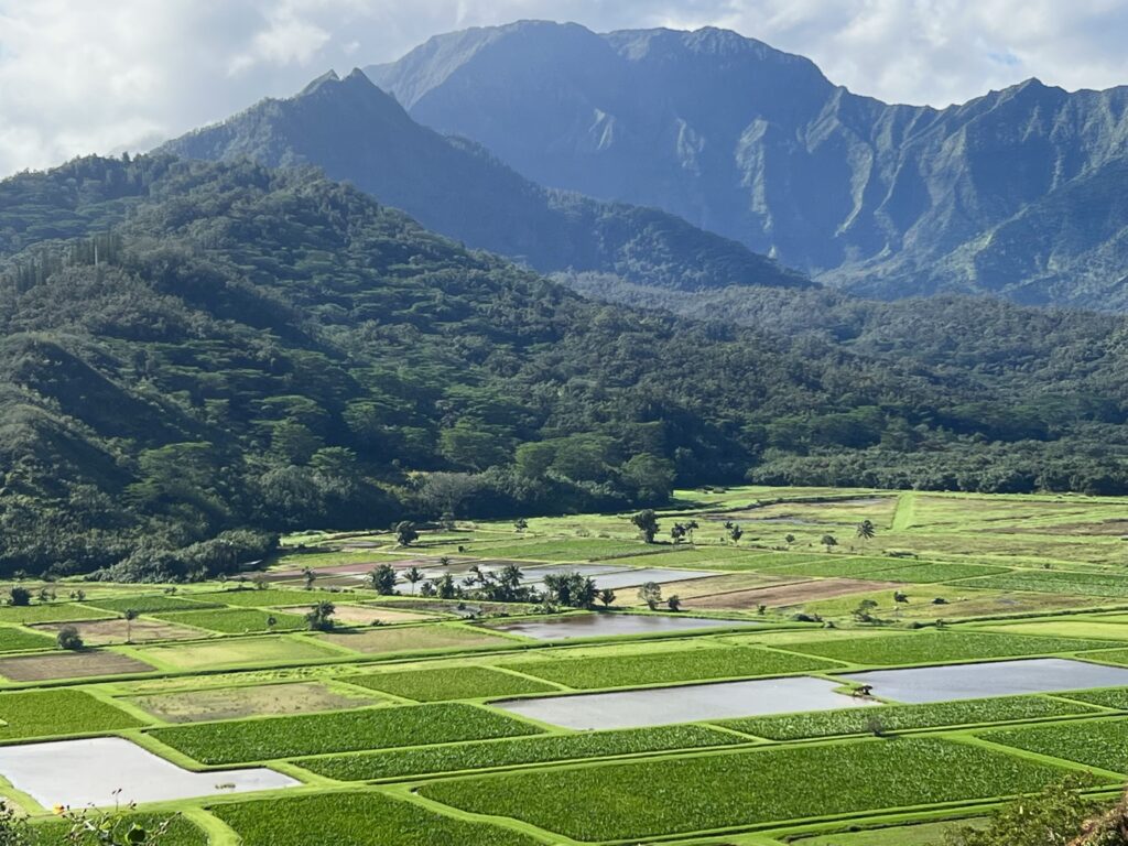 Taro Fields on Kauai