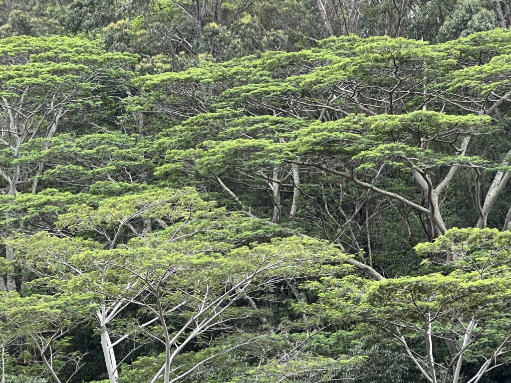Trees in Hawaii