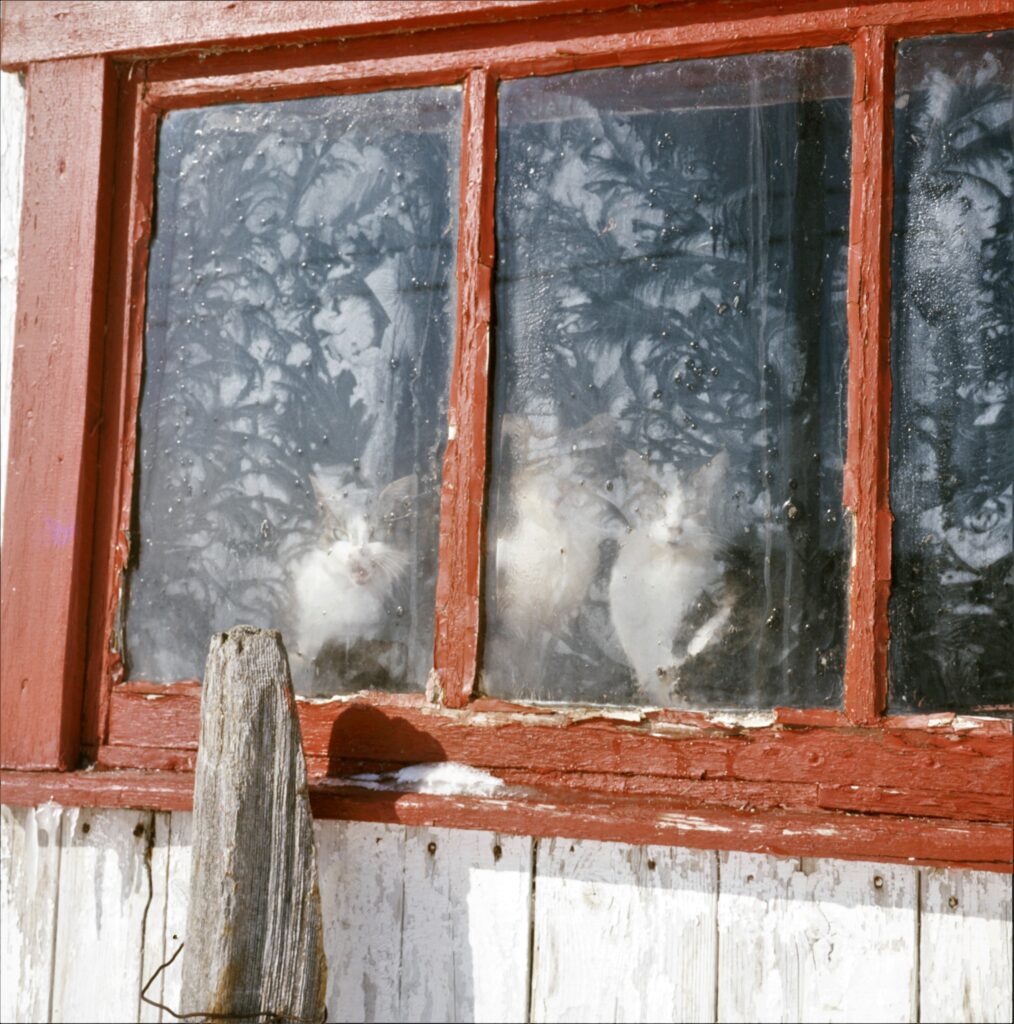 Cats in Quebec