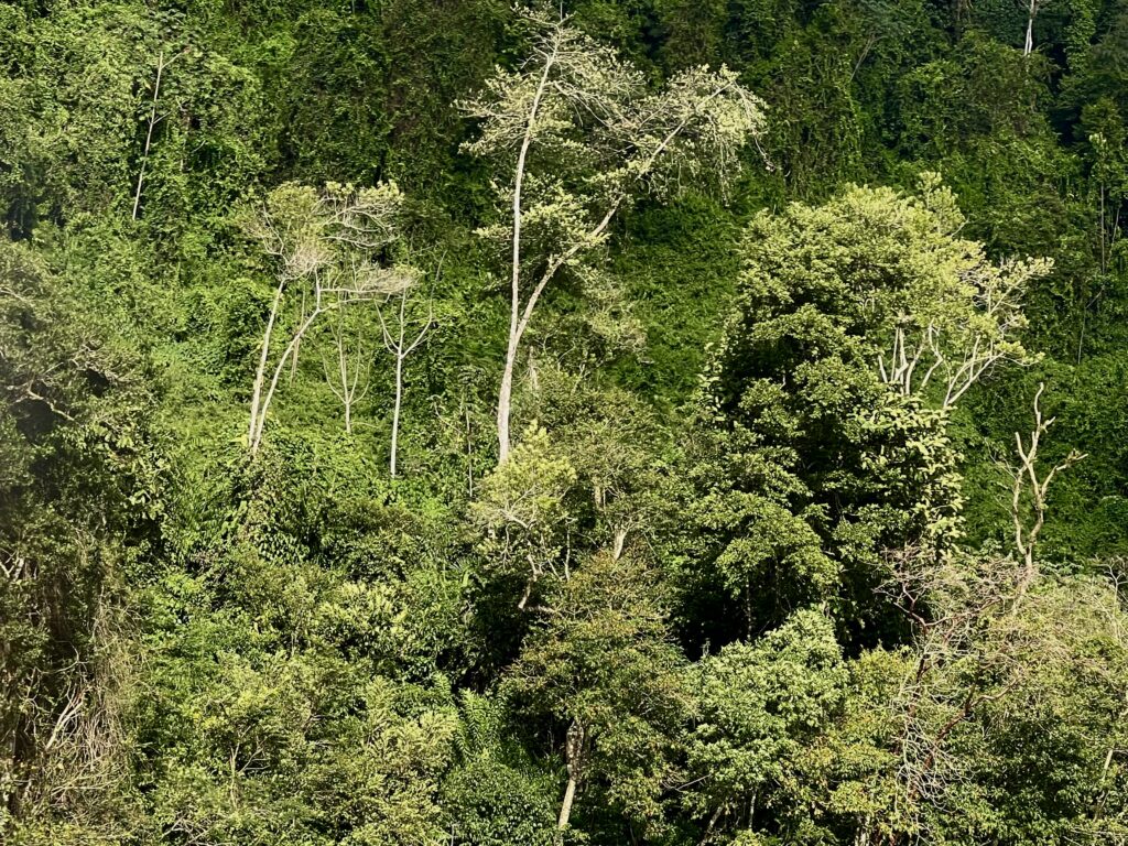 Rio Dulce Forest