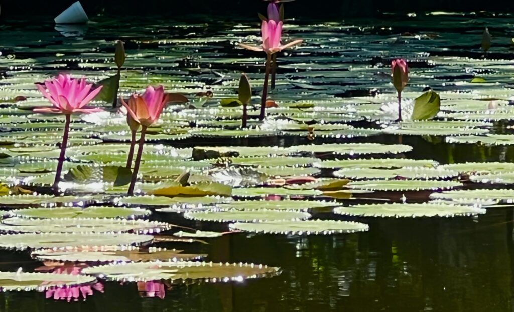 Water Lilies