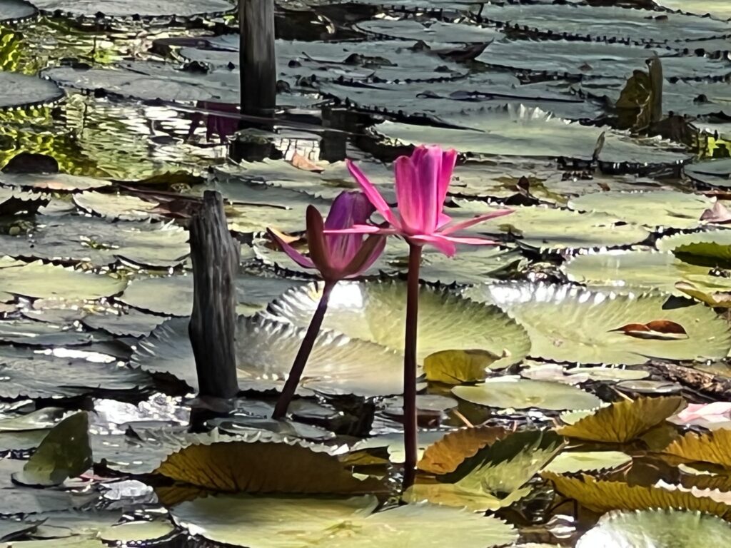 Water Lilies