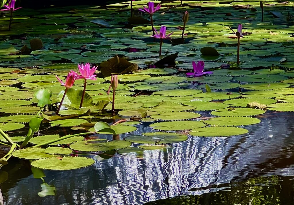Water Lilies in Rio Dulce