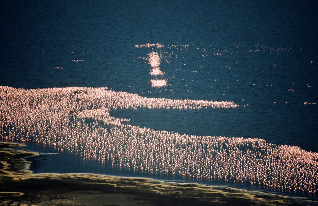 Flamingos in the lake, Kenya